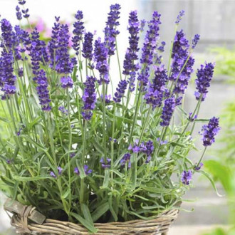 Lavanda Hidcote, С2 interface.image 4