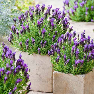 Lavanda Munstead, P9 interface.image 4