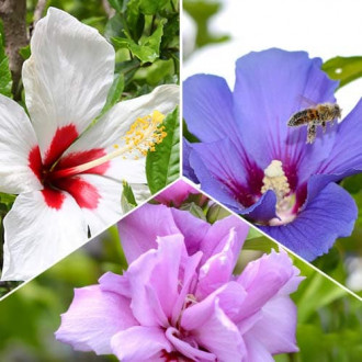 Lielisks piedāvājums! Hibiski Hibiscus Trio, 3 stādu komplekts interface.image 4