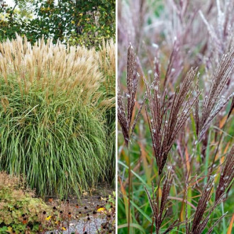 Lielisks piedāvājums! Miskantes Miscanthus sinensis, 2 stādu komplekts interface.image 4