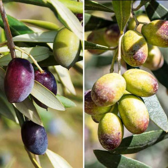 Lielisks piedāvājums! Olīvkoku burvība Olive, 2 stādu komplekts interface.image 1