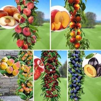 Lielisks piedāvājums! Vasaras augļu komplekts, komplektā 5 stādi interface.image 3