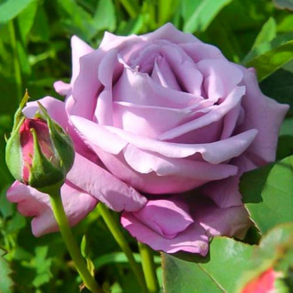 Lielziedu roze Blue Monday® interface.image 4