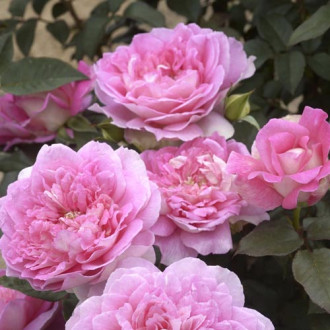 Lielziedu roze Borneo Odore®, C5 interface.image 5