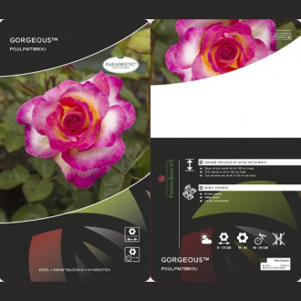 Lielziedu roze Gorgeous Paramount®, С5 interface.image 2