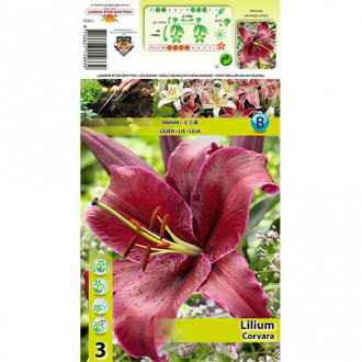 Lilija Corvara interface.image 3