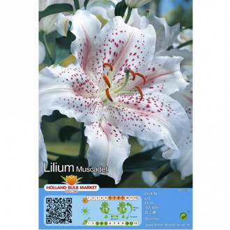 Lilija oriental Muscadet interface.image 6