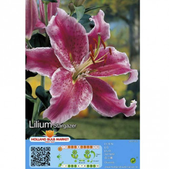 Lilija Stargazer interface.image 3