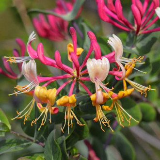 Lonicera periclymenum Belgica Select, С2 interface.image 2
