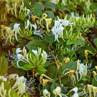 Lonicera periclymenum Graham Thomas, С2 interface.image 3