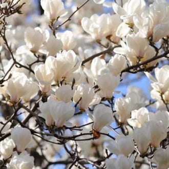 Magnolia Alba Superba, С2 interface.image 4