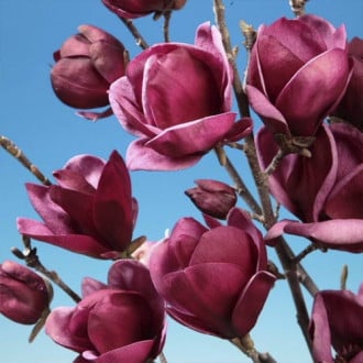 Magnolija Felix Jury, P9 interface.image 4