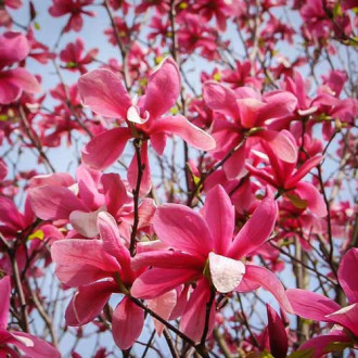 Magnolija Galaxy, P9 interface.image 5