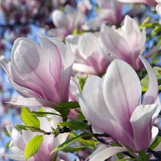 Magnolija Satisfaction, P9 interface.image 3