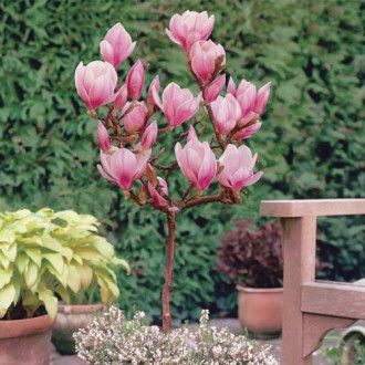 Magnolija Sweet Valentine, С10 interface.image 1