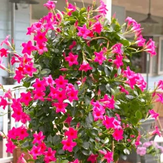 Mandevilla Pink interface.image 3