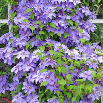 Mežvītenis Clematis Blue Angel, С2 interface.image 6