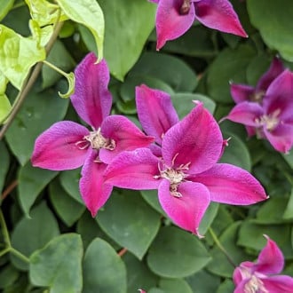 Mežvītenis Clematis Gravetye Beauty, Р9 interface.image 5