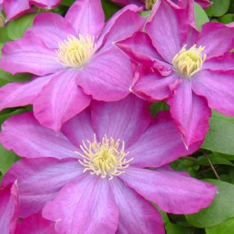 Mežvītenis Clematis Kakio Pink Champange interface.image 6