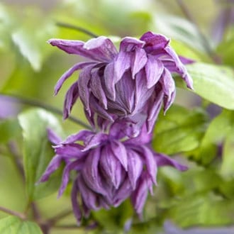 Mežvītenis Clematis Mary Rose, Р9 interface.image 4