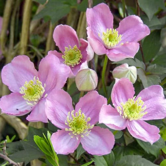 Mežvītenis Clematis Montana Tetrarose interface.image 5