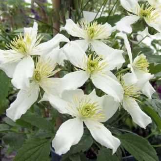 Mežvītenis Clematis Montana Wilsonii interface.image 1