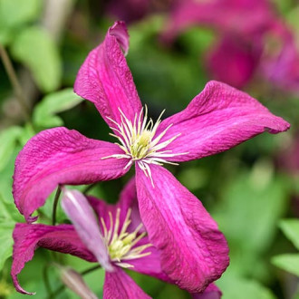 Mežvītenis Clematis Rubra interface.image 2