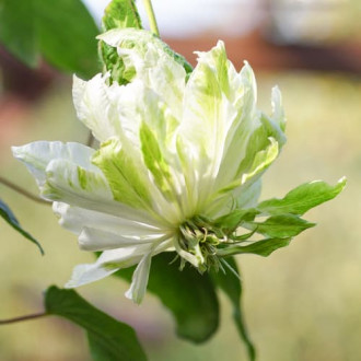 Mežvītenis Clematis Sen-No-Kaze, С2 interface.image 6