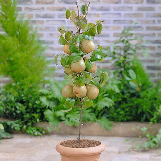 mini Bumbieris GardenPearl®, C2 interface.image 6