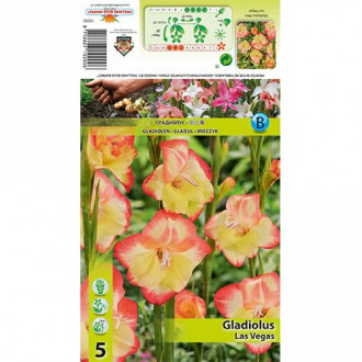 Mini Gladiolus Las Vegas interface.image 2