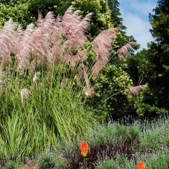 Pampuzāle Cortaderia Pink Feather interface.image 3