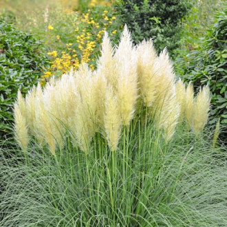 Pampuzāle Cortaderia Pumila, P9 interface.image 2