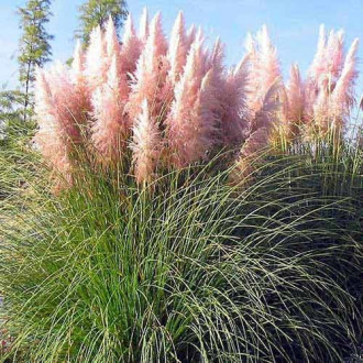 Pampuzāle Cortaderia Rosea, P9 interface.image 3