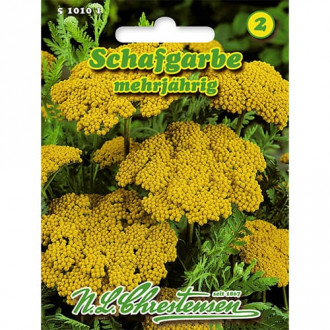 Pelašķi Achillea zieds interface.image 2