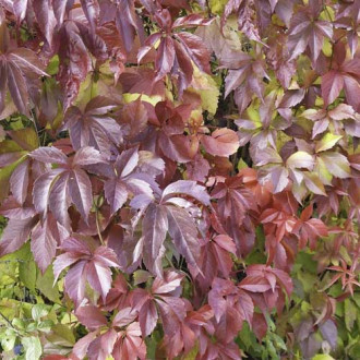 Pieclapu vīnogulājs Parthenocissus Quinquefolia Redwall Troki ®, С2 interface.image 3