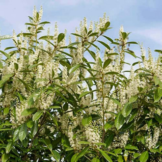 Prunus laurocerasus Rotundifolia, С2 interface.image 4