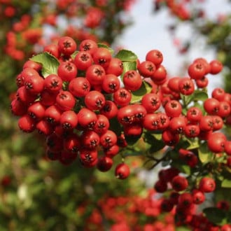 Pyracantha Red Column, С2 interface.image 1