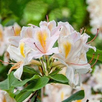 Rhododendron Arima, С2 interface.image 4