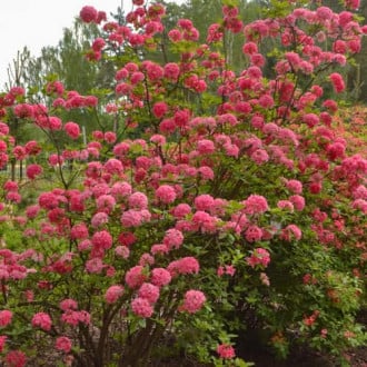 Rhododendron Homebush, С2 interface.image 2
