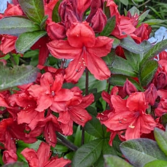 Rhododendron Nabucco, С2 interface.image 2