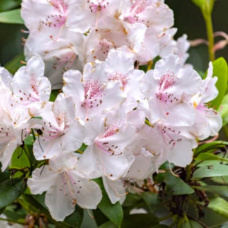 Rododendri Cream Crest interface.image 4