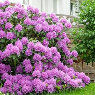 Rododendri Roseum Elegans interface.image 3