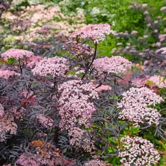 Sambucus nigra Black Lace Eva, С2 interface.image 3