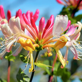 Sausserdis Lonicera acuminata interface.image 1