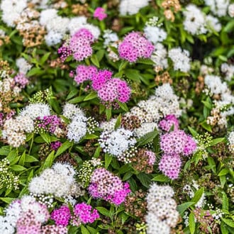 Spiraea japonica Genpei, С2 interface.image 5