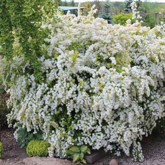 Spiraea vanhouttei Gold Fountain, С2 interface.image 6