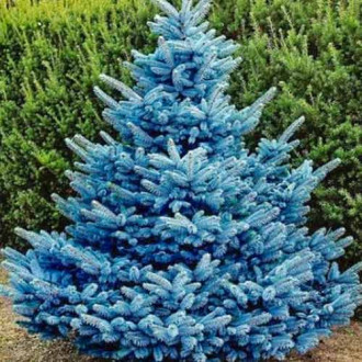 Spruce Majestic Blue, Р9 interface.image 1