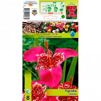 Tigrīdija Lilacea interface.image 5