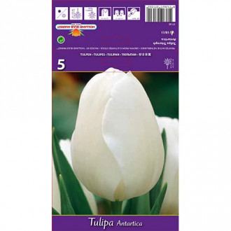 Tulpes Triumph Antarctica interface.image 1