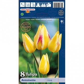 Tulpes Antoinette interface.image 2